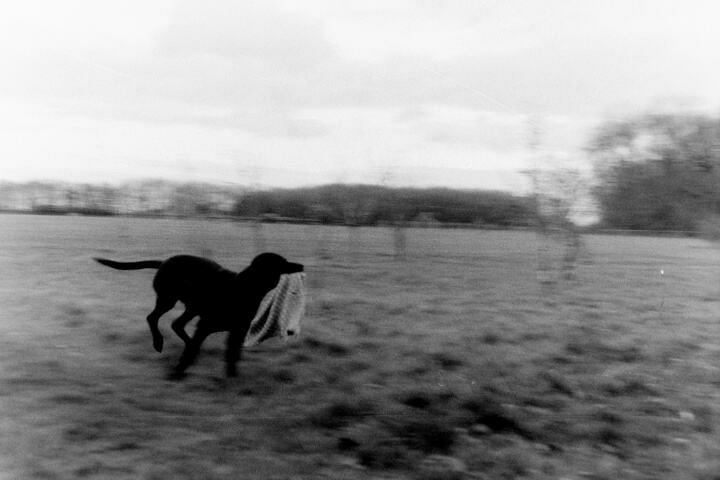 Action shot! A dog runs with a blanket in her mouth.