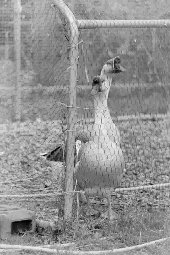 Fancy geese in a cage.