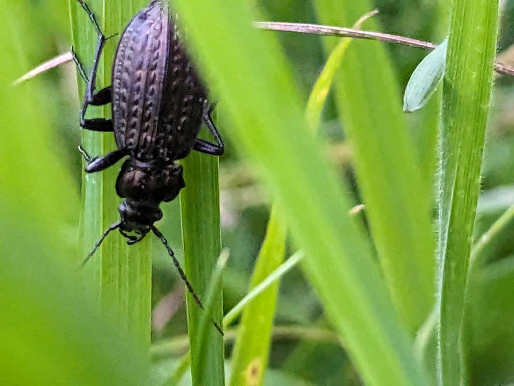 Close-up of a cool black beetle between blades of grass.