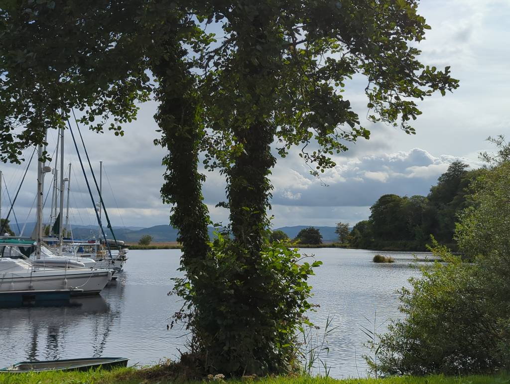 A view out over a small marina, with a tree in the middle and a couple boats on the left.