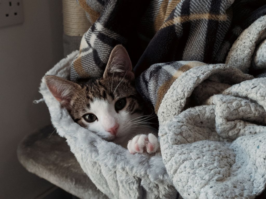 A white spotted tabby kitten lounging under a blanket.